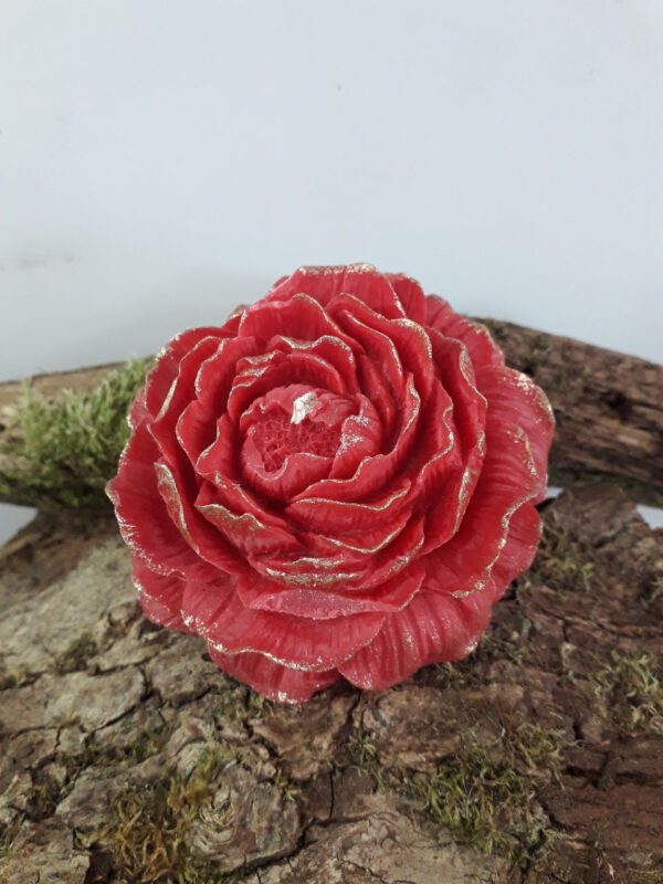 Fleur de camélia